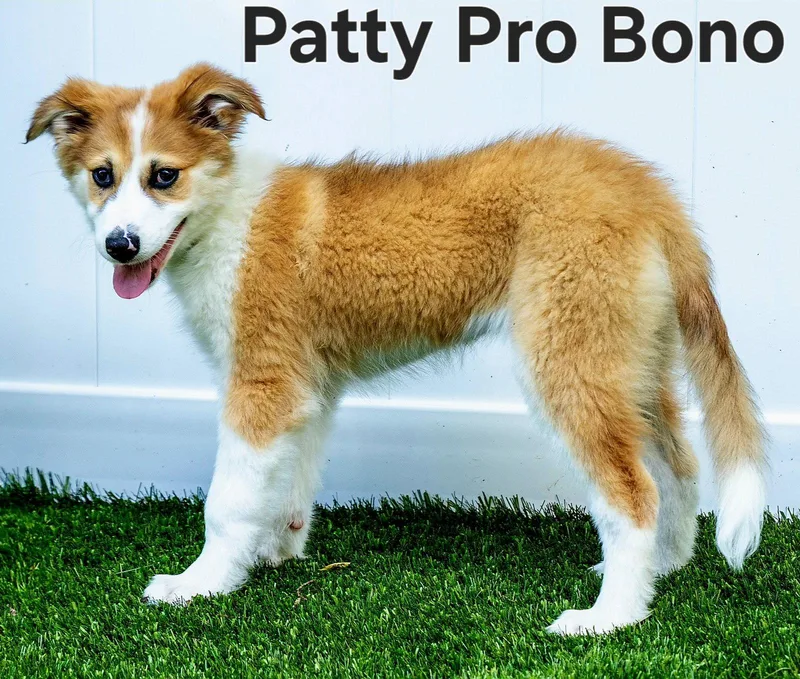 Puppy Patty Pro Bono thumbnail 3
