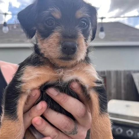 A baby small-sized male Chihuahua dog named Johnny for adoption in Lodi, CA