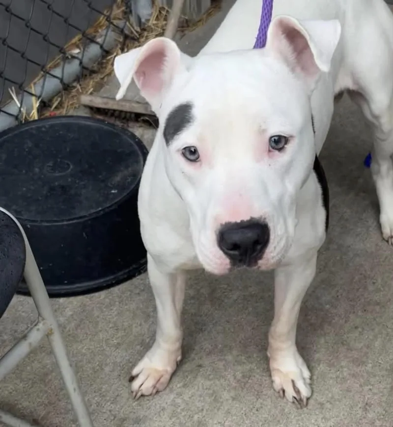 An adult medium-sized female White / Cream Pit Bull Terrier dog named Butterfly for adoption in Chicago, IL