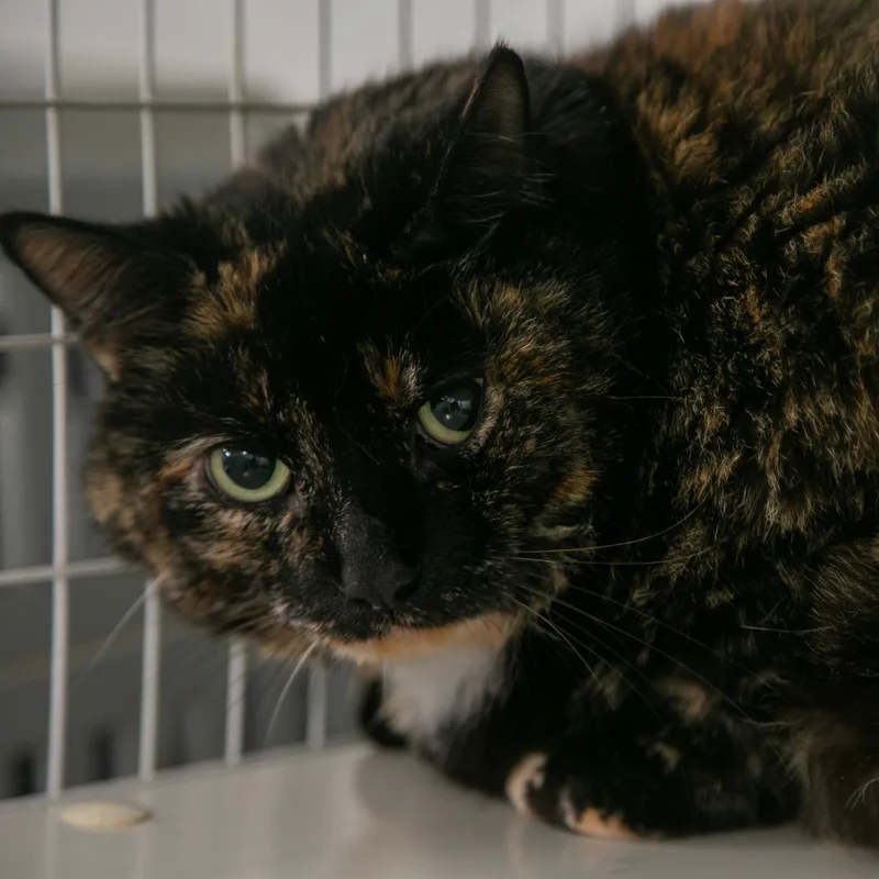 An adult extra large-sized female Tortoiseshell Domestic Short Hair cat named Canyon for adoption in Claremont, NH
