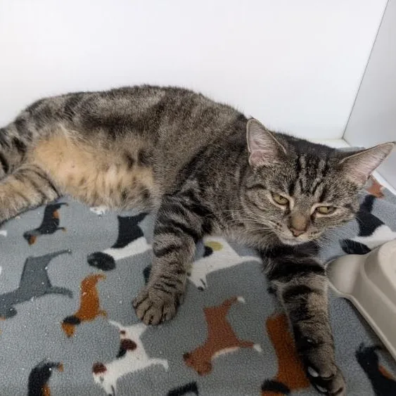 A young medium-sized female Tabby cat named Bobbie for adoption in Wilmington, OH