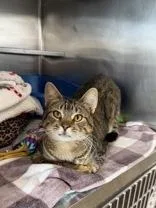 An adult medium-sized female Tabby (Brown / Chocolate) Domestic Short Hair cat named Tirmisu for adoption in Manitowoc, WI