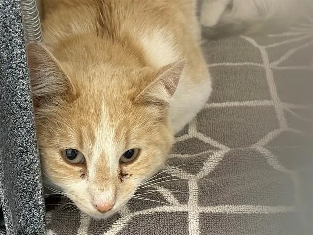 An adult small-sized female Domestic Short Hair cat named Little Mama for adoption in Pueblo, CO