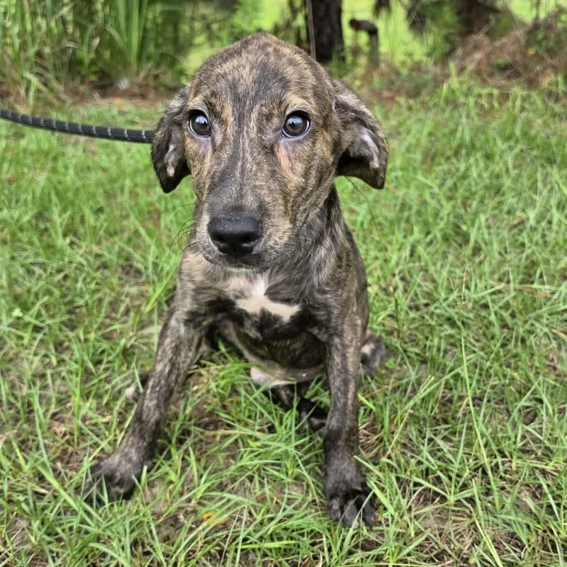 A baby medium-sized male Brindle Treeing Walker Coonhound dog named Merle for adoption in Foley, AL