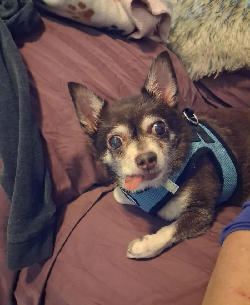 A senior small-sized male Brown / Chocolate Chihuahua dog named Mai Tai for adoption in Maryville, TN