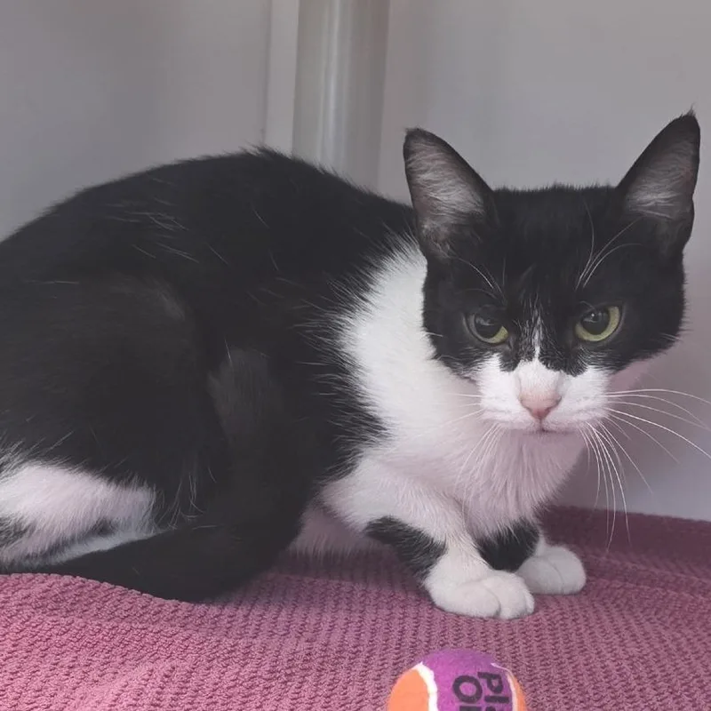 A young medium-sized female Black Domestic Short Hair cat named Daisy for adoption in Fort Wayne, IN