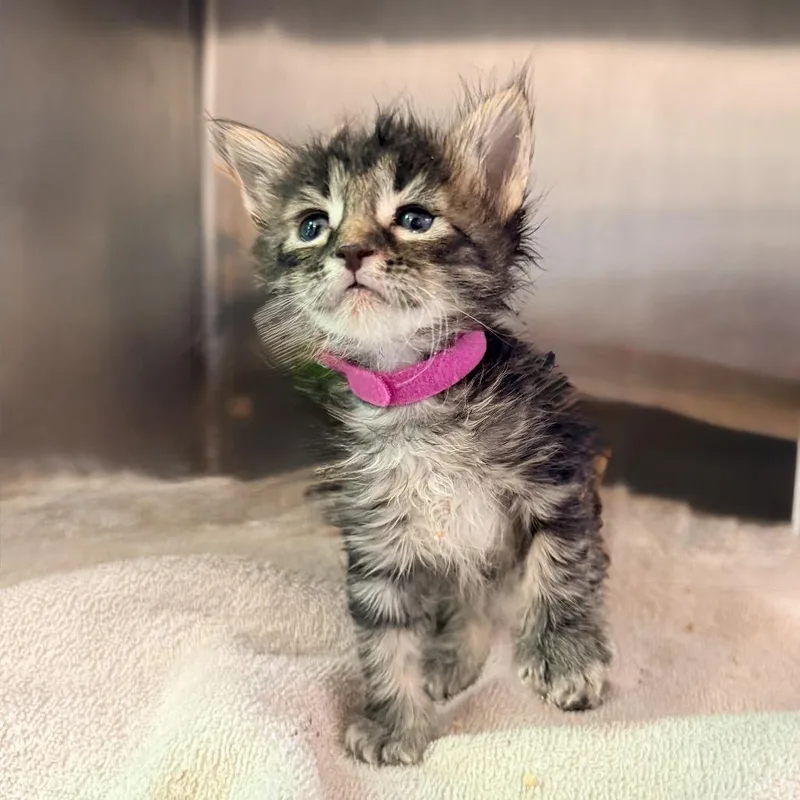 A baby small-sized female Gray / Blue / Silver Domestic Short Hair cat named Draculaura for adoption in Palm Springs, CA