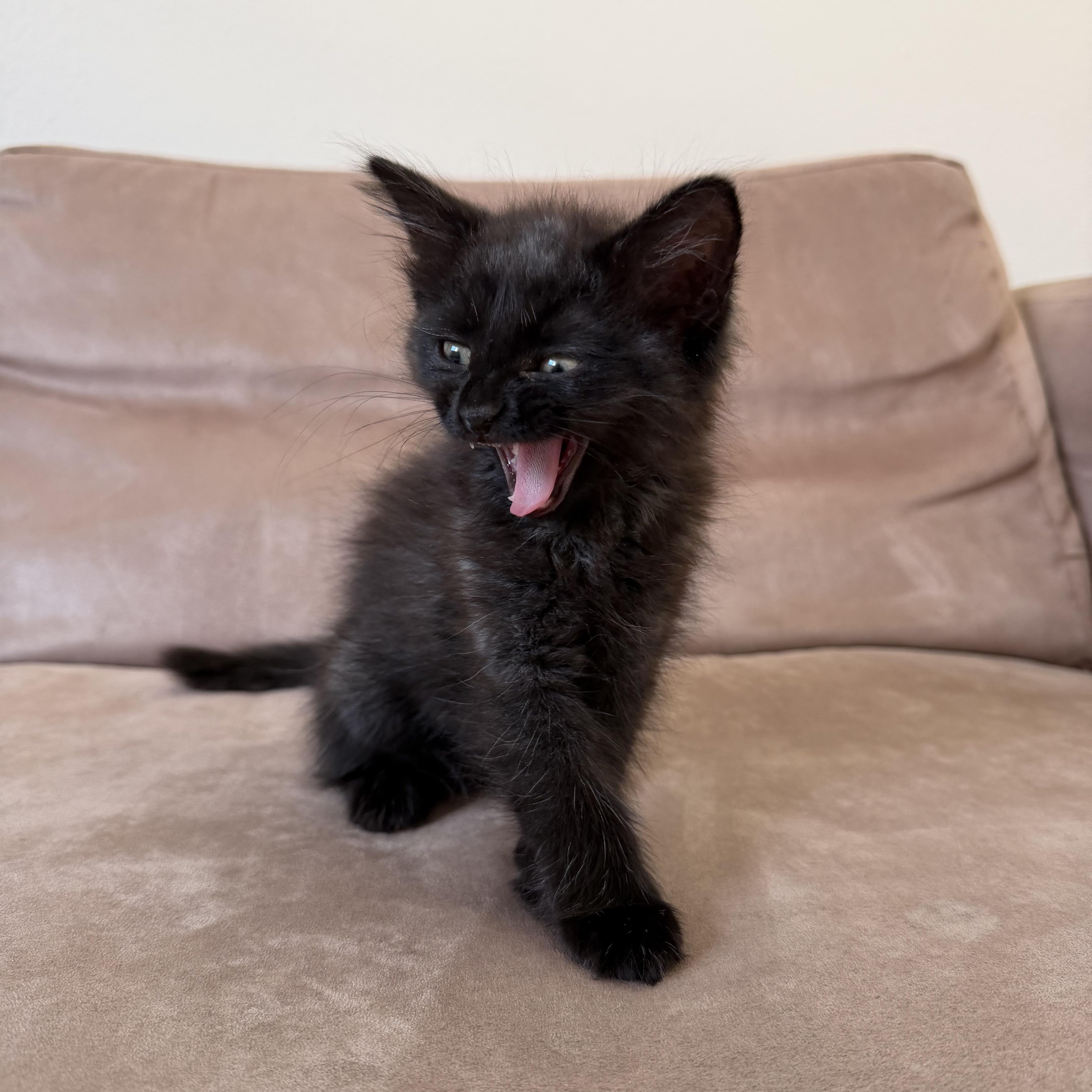 A baby medium-sized female Black Domestic Medium Hair cat named Malbec for adoption in Pacific Palisades, CA