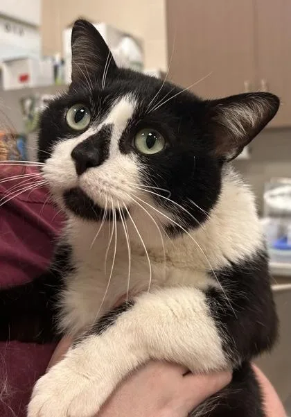 A young medium-sized male Domestic Short Hair cat named Odyssey for adoption in Fishers, IN