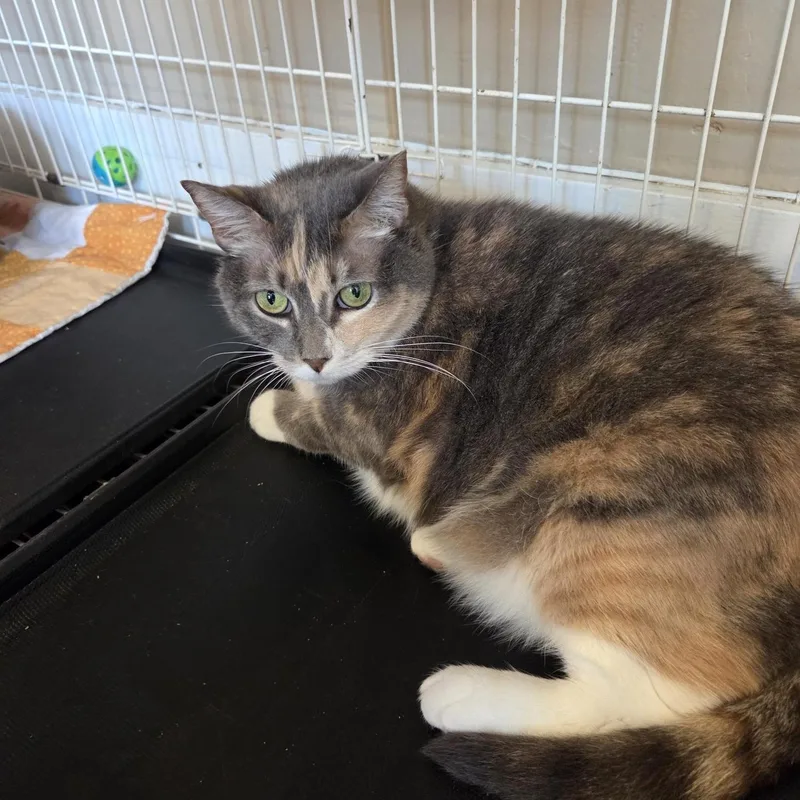 A senior large-sized female Dilute Tortoiseshell Domestic Short Hair cat named Cynnamon for adoption in Wells, ME