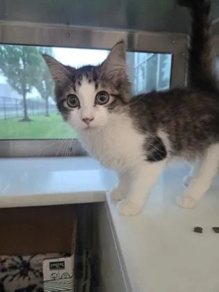 A young small-sized female Domestic Long Hair cat named Slippy! for adoption in Westland, MI