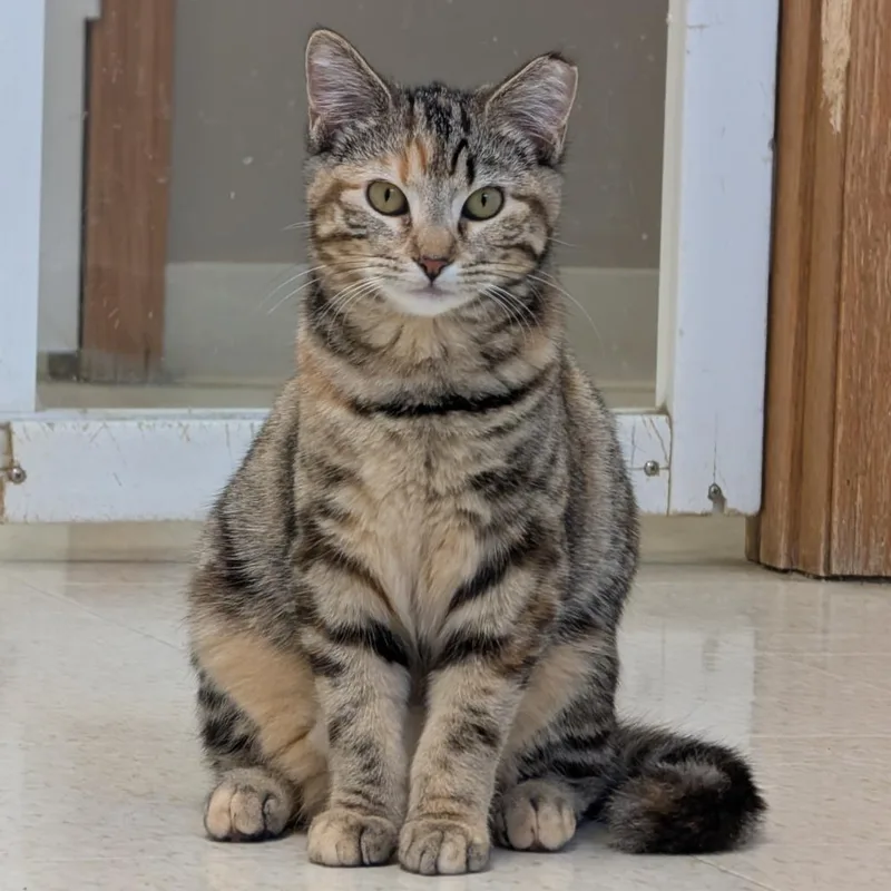 A young medium-sized female Torbie Domestic Short Hair cat named Flora for adoption in Milford, IA
