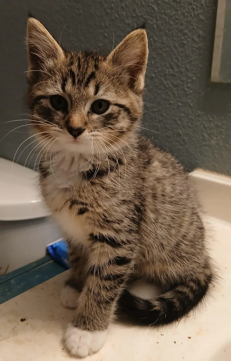 A baby small-sized male Tabby (Brown / Chocolate) Tabby cat named Egg & Toast for adoption in Des Moines , WA