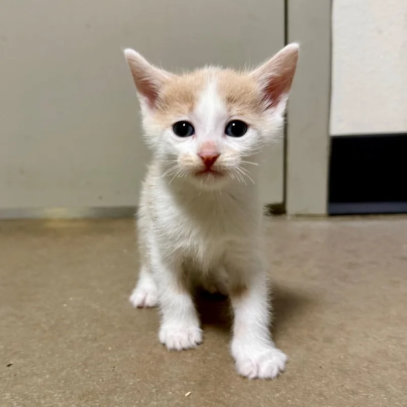 A baby small-sized male White Domestic Short Hair cat named Piglet for adoption in Cody, WY