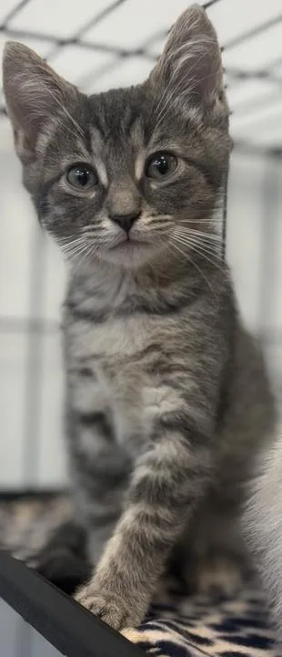 A baby medium-sized male Tabby (Gray / Blue / Silver) Domestic Short Hair cat named Ike for adoption in Jackson, MI