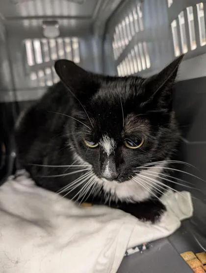 An adult small-sized female Domestic Short Hair cat named Pepper for adoption in West Chester, PA