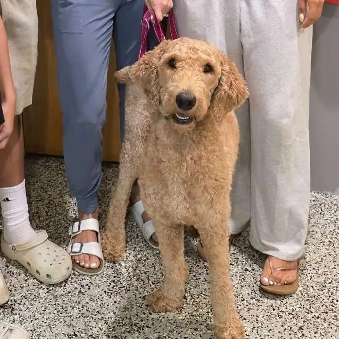 A young medium-sized male Black Goldendoodle dog named Dandelion for adoption in Tylertown, MS