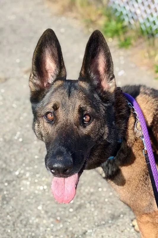 An adult large-sized male Brown / Chocolate Mixed Breed dog named Shaquille Oatmeal for adoption in Cincinnati, OH