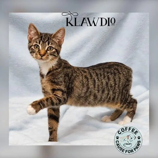 A young medium-sized male Domestic Short Hair cat named Klawdio for adoption in Douglas, GA