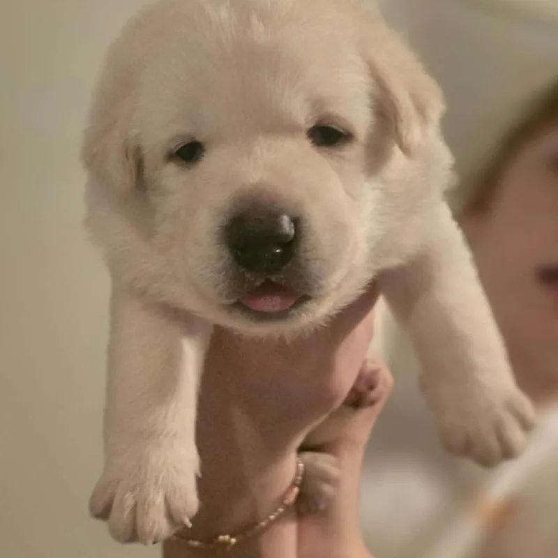 A baby large-sized male Yellow Labrador Retriever dog named Awesome Aries for adoption in La Center, WA