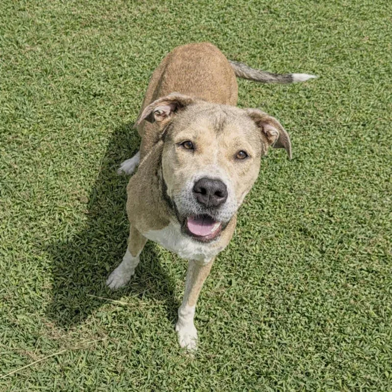 An adult medium-sized female Pit Bull Terrier dog named Candy for adoption in Brenham, TX