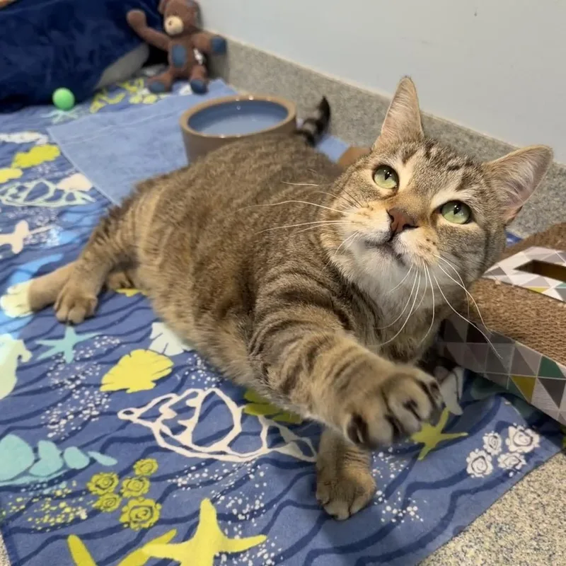 Oliver Fish thumbnail 4