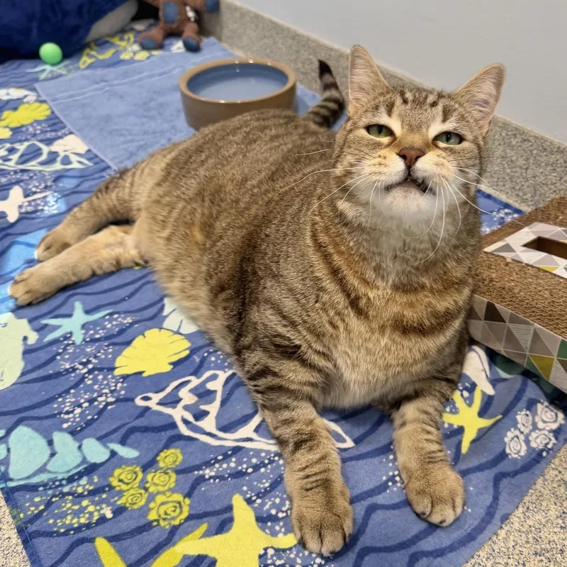 Oliver Fish thumbnail 5