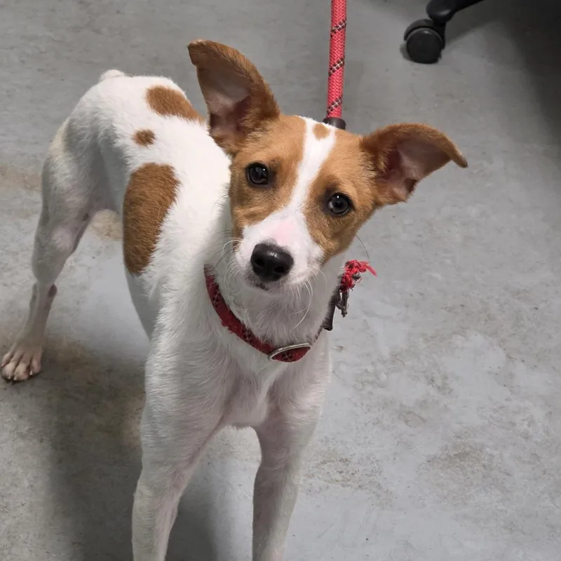 An adult small-sized female Sable Mixed Breed dog named Bebe for adoption in Troy, IL