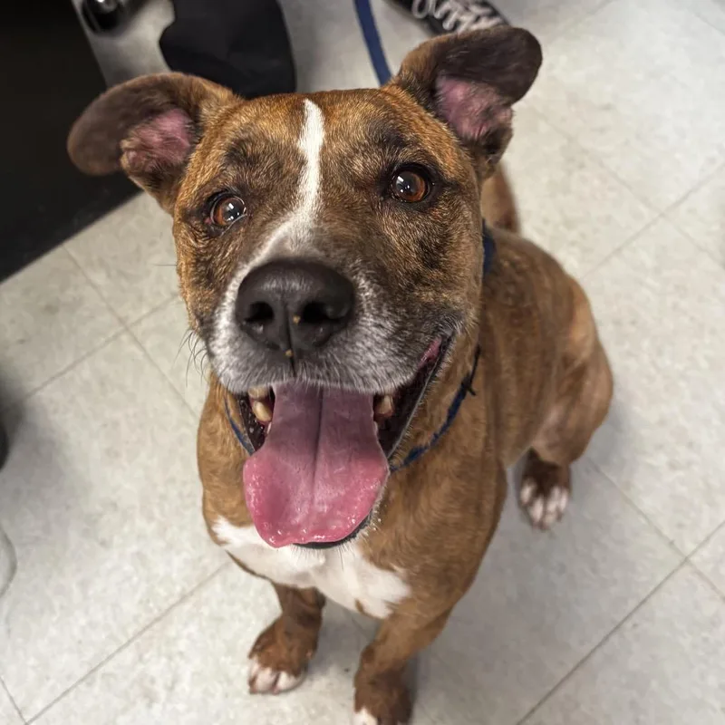 An adult medium-sized male Brown / Chocolate Pit Bull Terrier dog named Vesper for adoption in Philadelphia, PA