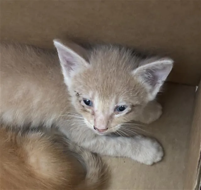 A baby medium-sized male Domestic Short Hair cat named Flash for adoption in Dallas, TX