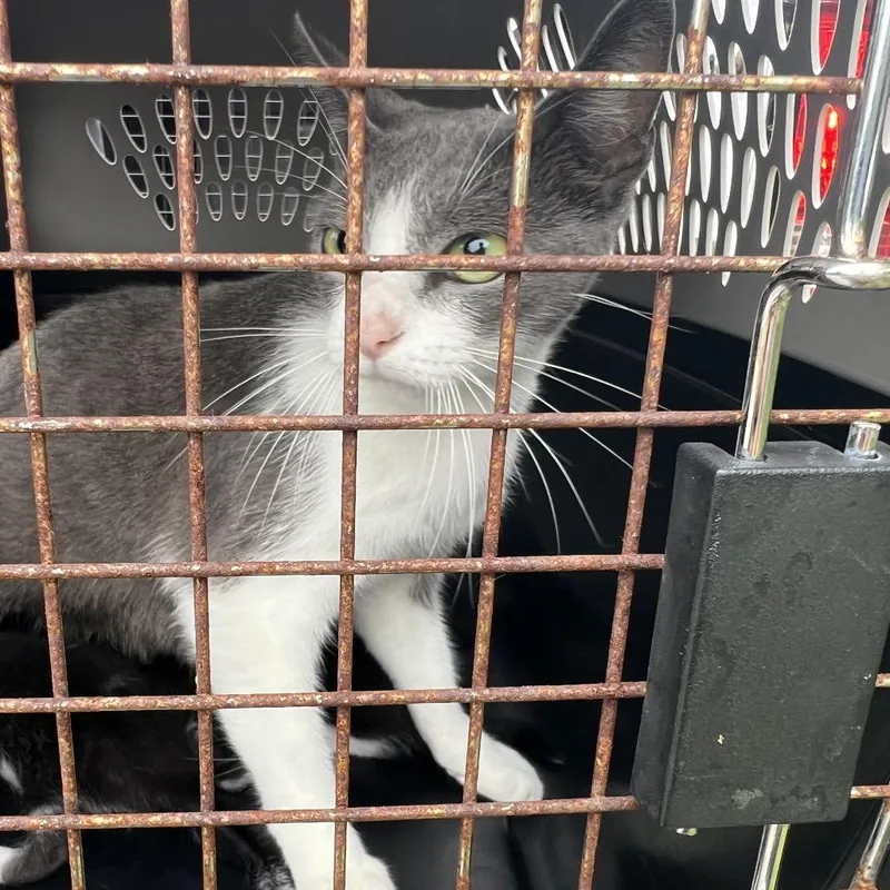 A baby small-sized female Black Domestic Short Hair cat named Cuddles for adoption in Lake Jackson, TX