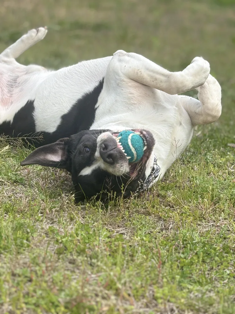An adult large-sized male White / Cream Hound dog named Hugo for adoption in Cranston, RI