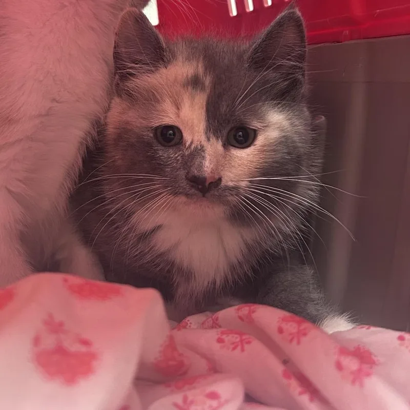 A baby small-sized female Gray / Blue / Silver Domestic Short Hair cat named Leafy for adoption in Philadelphia, PA