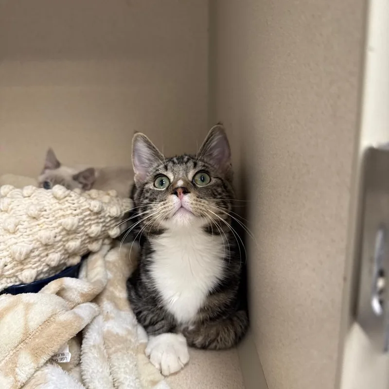 A baby medium-sized male Domestic Short Hair cat named Pointer for adoption in Great Falls, MT