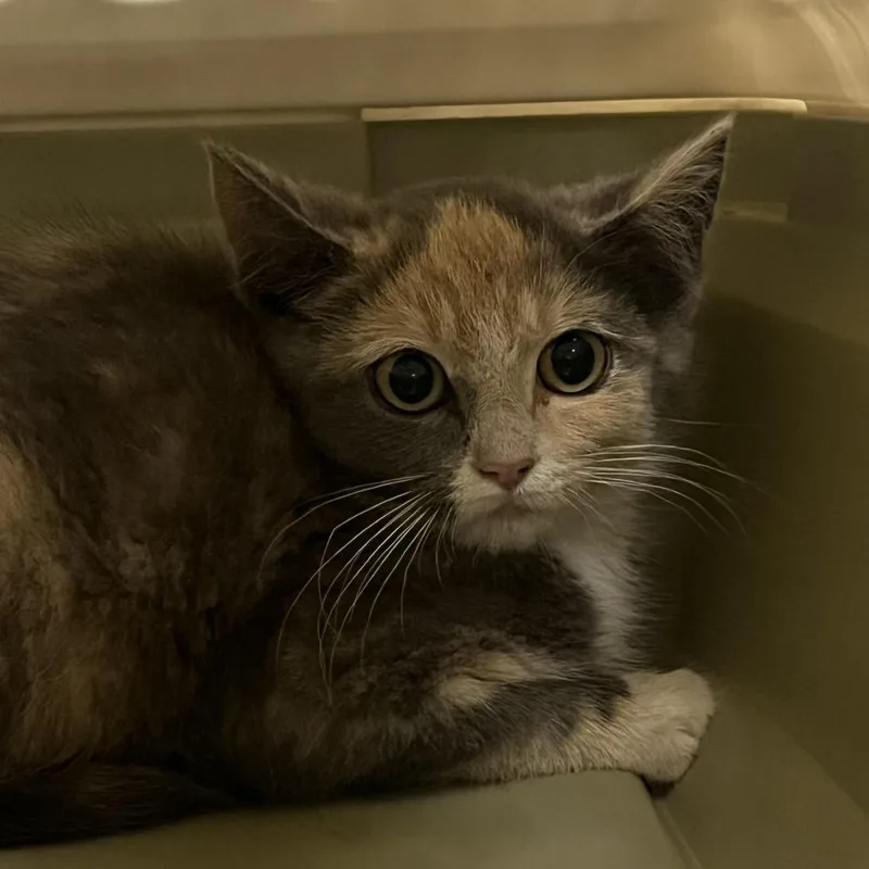 A baby small-sized female Calico Domestic Short Hair cat named Dragonfly for adoption in Dearborn, MI