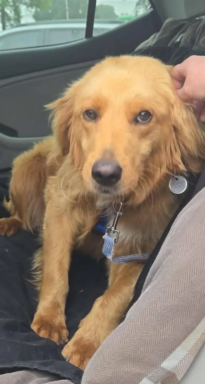 An adult medium-sized male Golden Retriever dog named Elvis for adoption in Elkton, MD
