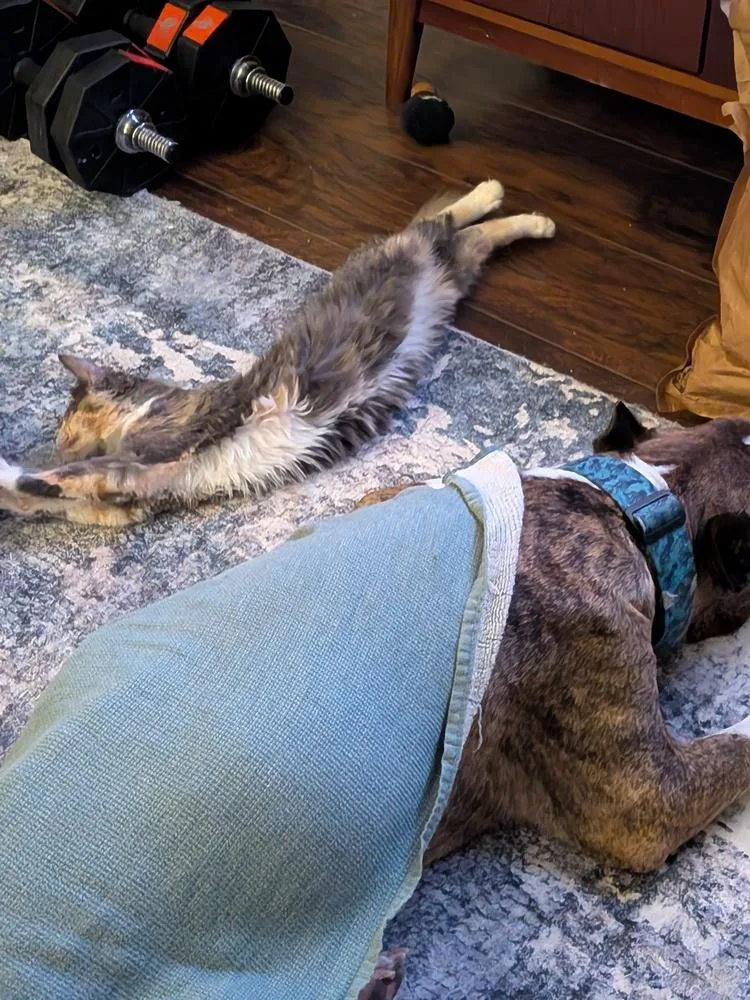 A baby small-sized female Domestic Medium Hair cat named Iris for adoption in Dallas, TX