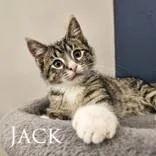 A baby medium-sized male Buff & White Domestic Short Hair cat named Jack for adoption in Dodgeville, WI