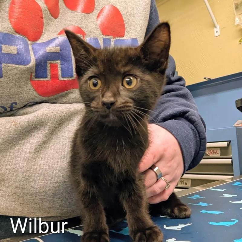 A baby medium-sized male Domestic Short Hair cat named Wilbur for adoption in Aberdeen, WA