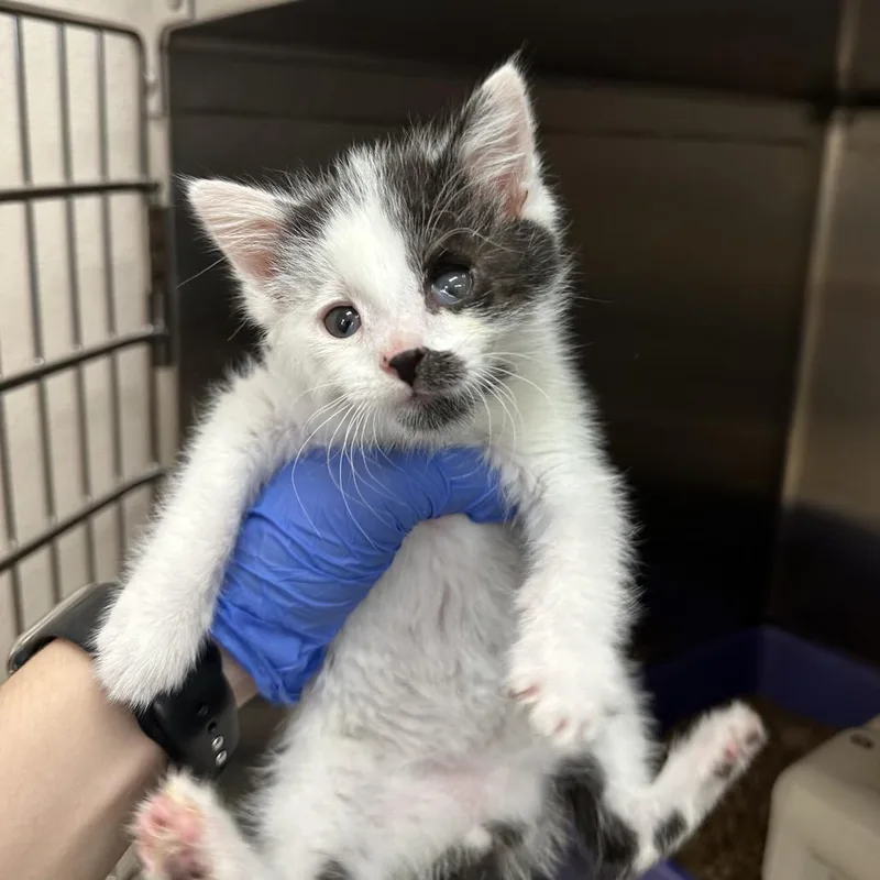 A baby small-sized male White Domestic Short Hair cat named Pillsbury for adoption in Kanab, UT