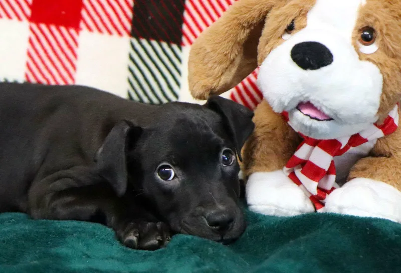 Emmylou Cl thumbnail 3