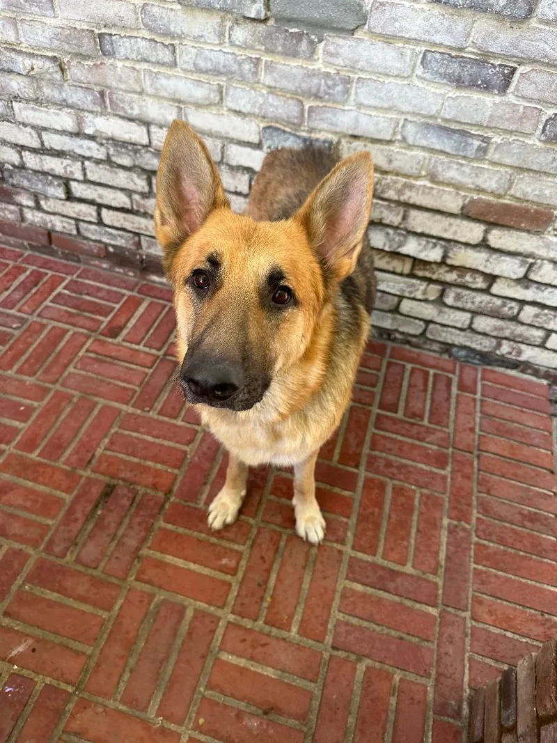 Sebastian thumbnail 2