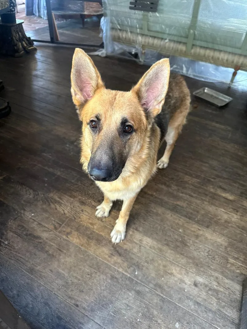 Sebastian thumbnail 3