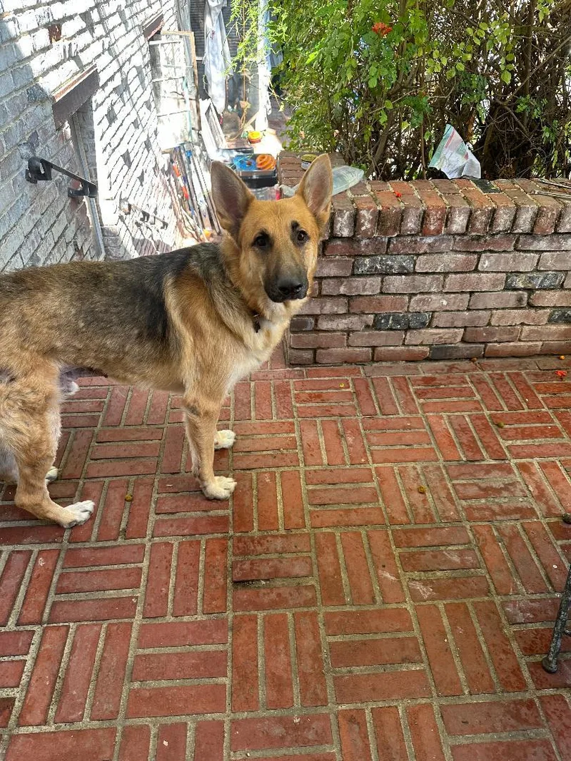 Sebastian thumbnail 4