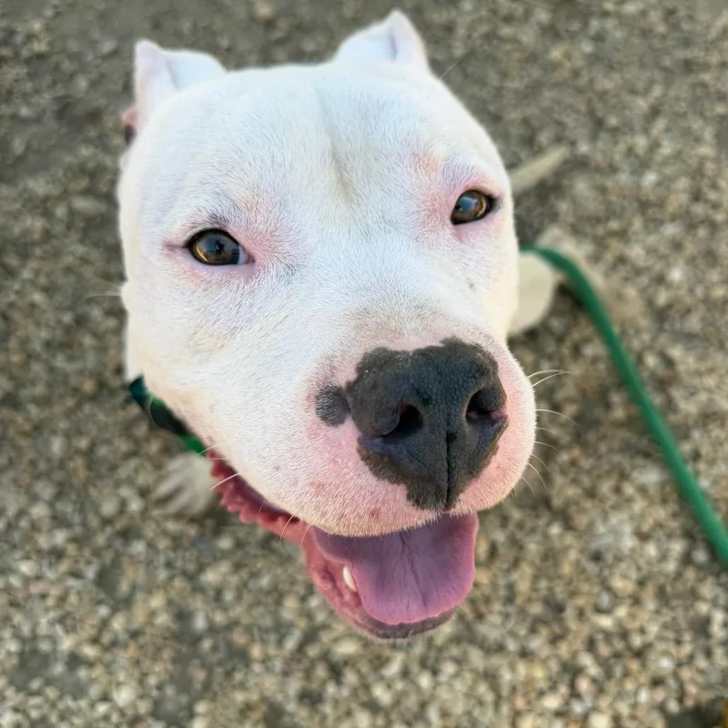 An adult medium-sized male White / Cream Mixed Breed dog named Glee for adoption in Philadelphia, PA