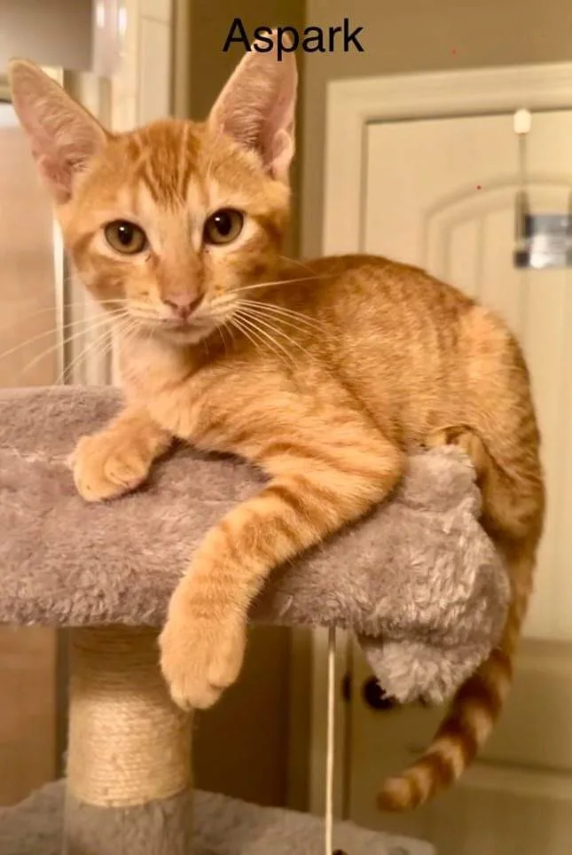 An adult medium-sized male Orange / Red Domestic Short Hair cat named Aspark for adoption in Mabank, TX