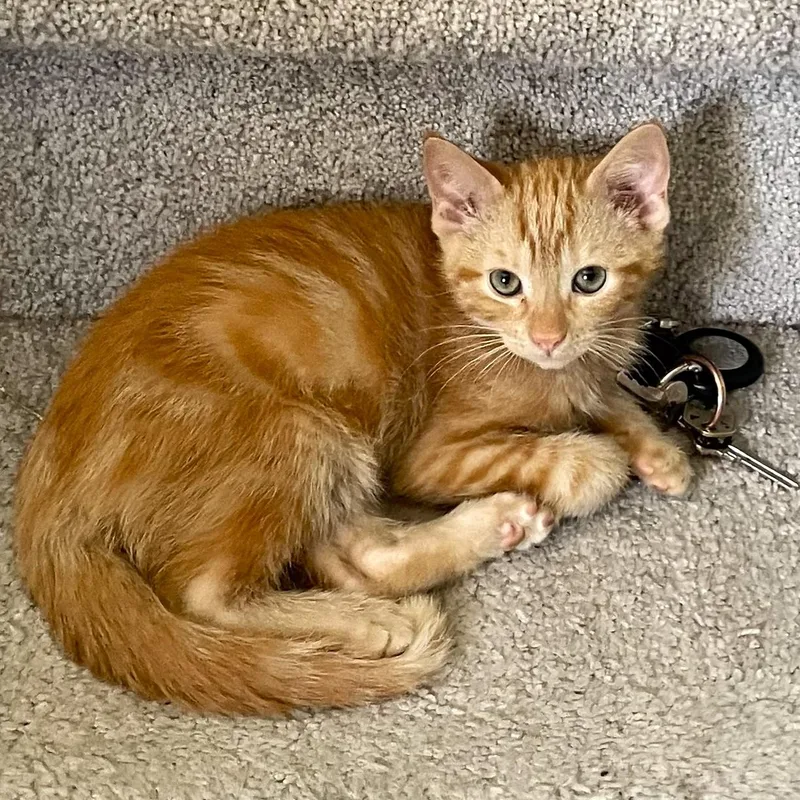 A baby medium-sized male Tabby (Orange / Red) Tabby cat named Marmalade for adoption in Smithfield, NC