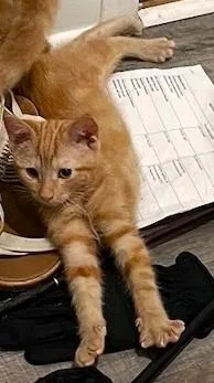 Marmalade thumbnail 3