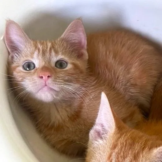 Marmalade thumbnail 4