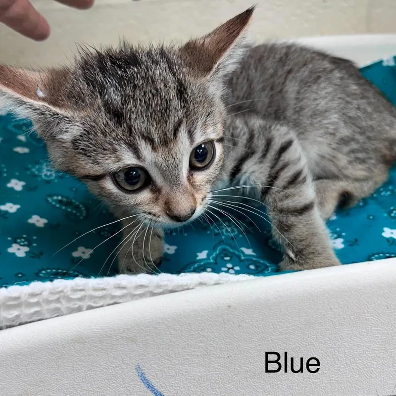 A baby small-sized female Brown / Chocolate Domestic Short Hair cat named Bluebonnet for adoption in Bastrop, TX